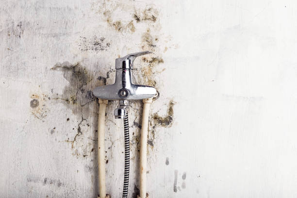 Best Mold Remediation  in East Bethel, MN