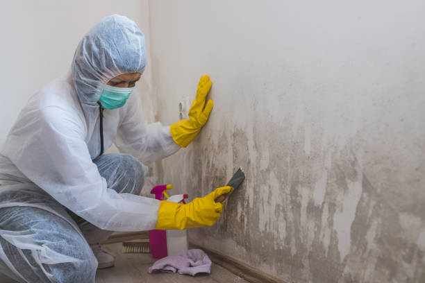 Best Crawl Space Mold Removal  in East Bethel, MN