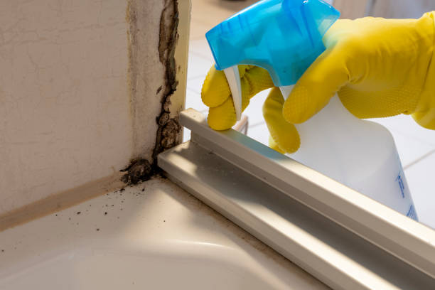 Best Fast Mold Removal  in East Bethel, MN