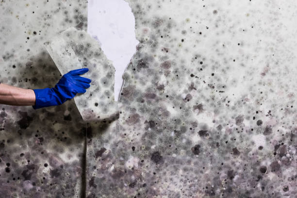 Best Toxic Mold Removal  in East Bethel, MN