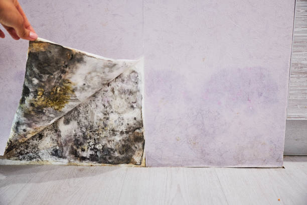 Best Certified Mold Removal  in East Bethel, MN